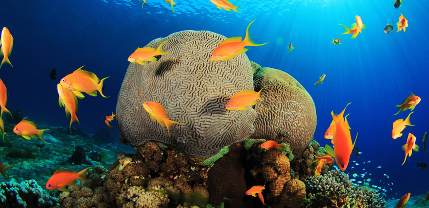 3-Sharm_El_Sheikh_Brain_Coral_and_Anthias_Fish_